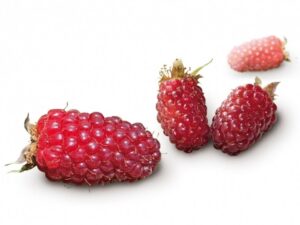 Framboise de Ronce