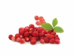 Fruit Rouge Fraise des bois