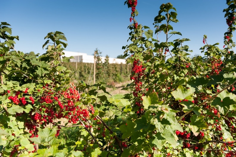 Junifer Redcurrants France