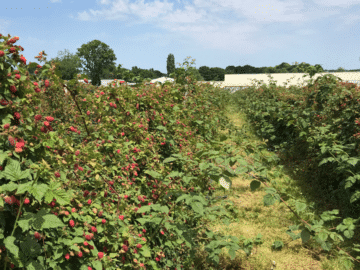 PURÉE DE FRAMBOISE DU VAL EVEL 93% - La Fruitière du Val Evel