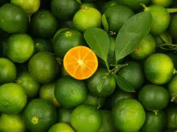 Kalamansi VS Citron