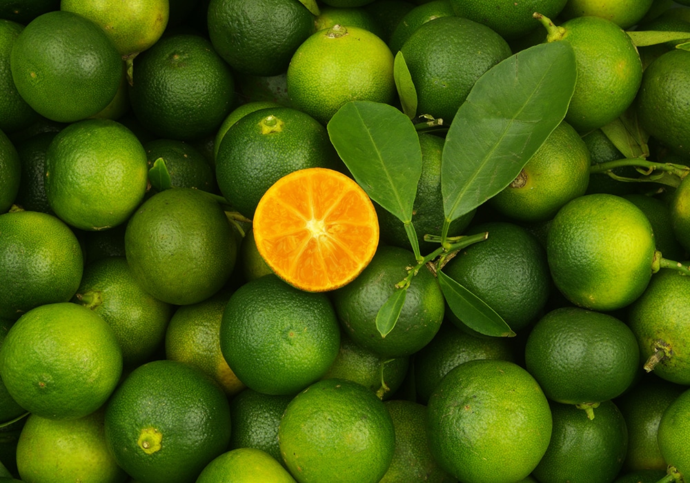 Kalamansi VS Citron