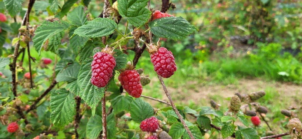 La fruitière du val evel framboise de ronce
