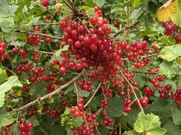 Groseille la fruitière du val evel
