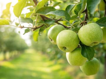 Green Apple on tree in garden, Green Apple hanging on tree in natural warm sunlight view