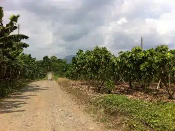 mangue pérou 3